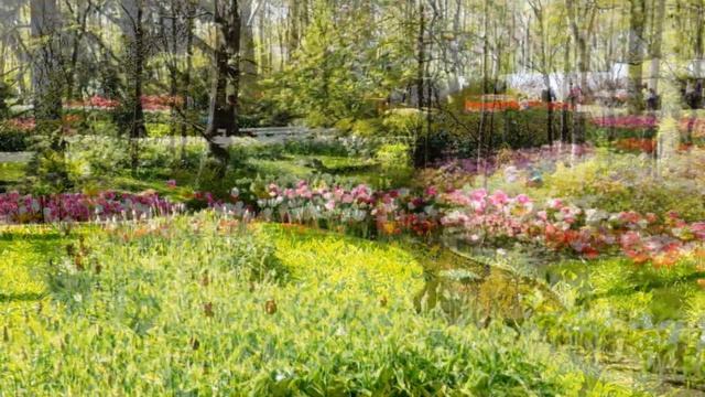 Кекенхоф - самый красивый весенний сад в мире /KEUKENHOF - the most beautiful spring garden,Holland