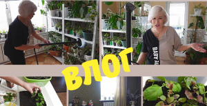 ВЛОГ/Чищу ковер от шерсти, обработка паром комнатных растений, как черенкую фуксии