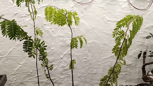 тамаринд,будущий бонсай смотреть онлайн