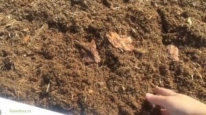 Клюква садовая крупноплодная в саду, Краснодарский край