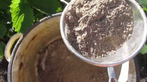 Крестоцветная блошка. Ч.2 Обработка золой.