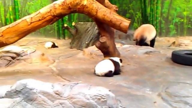 панды-малыши с мамой в сафари парке в Гуанчжоу смотреть онлайн