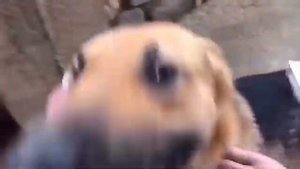 Собаку переехал поезд. Лаки спасли и теперь он ищет любящую семью