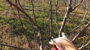КАК ОБРЕЗАТЬ ГРУШУ С ЦЕНТРАЛЬНЫМ ПРОВОДНИКОМ И КАК ОБРЕЗАТЬ ЧАШЕЙ.