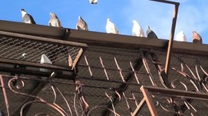 Николавские голуби Лысенко Виктора в Сандате!+79286107101