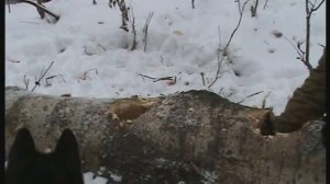 Охота на куницу с лайками.