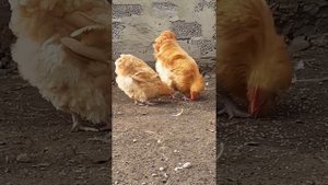 куры орпингтон палевый желтый характеристика содержание