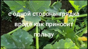 Что посадить кроме редиса, дайкона и клубники на грядку после чеснока.