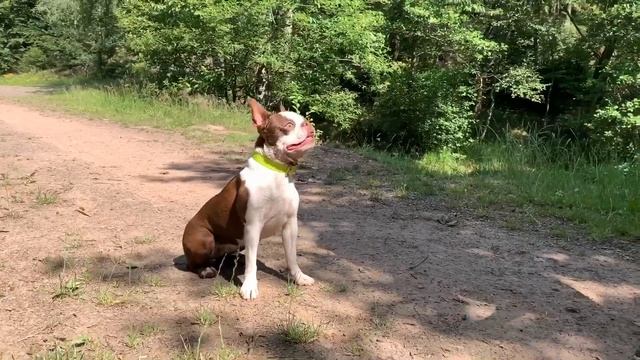 Бостон Терьер превращается в Питбуля ?| гуляем в лесу | Boston Terrier is turning into Pitbull