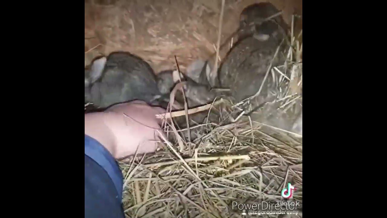 Маленькие крольчата в гнезде #shorts