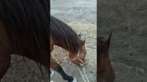 Лошадь в хозяйстве.