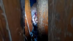 Бешеная лиса пожирает дверь
