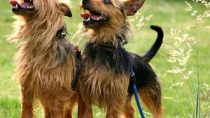 Порода собак Австралийский терьер