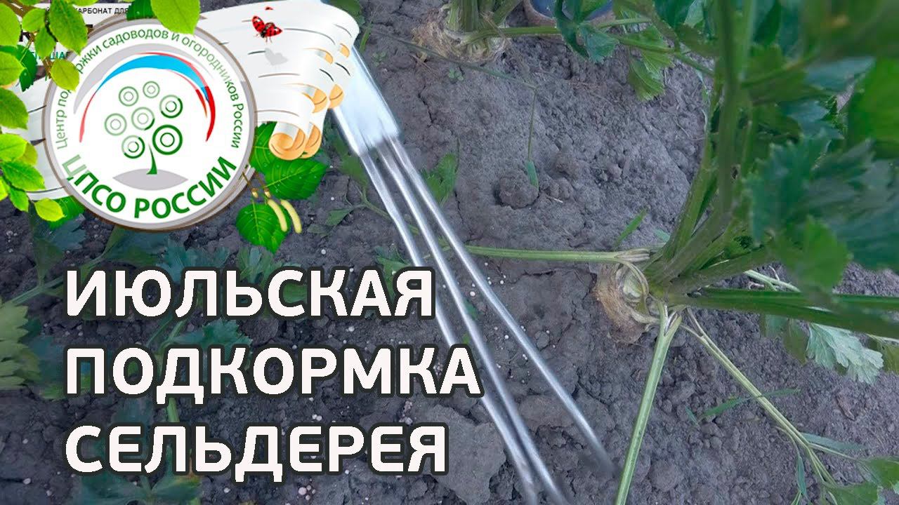 Проводим подкормку сельдерея. Выращивание сельдерея корневого.