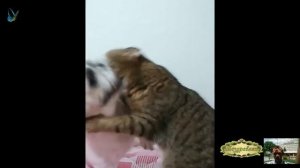 Приколы с животными 24 марта 2023 года