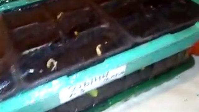 Лагенария проращивание кипятком смотреть онлайн