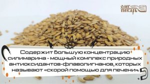 Расторопша. Обзор