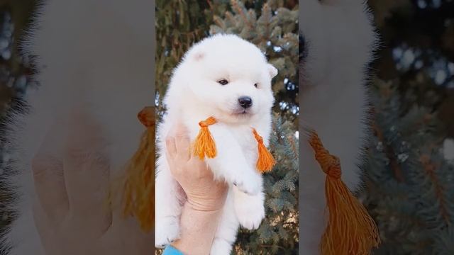белый шпиц японский шпиц щенок