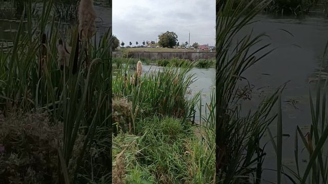 жерех 2.8кг.mp4 смотреть онлайн