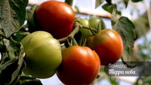 Томат - шедевр ТЕРРА НОВА