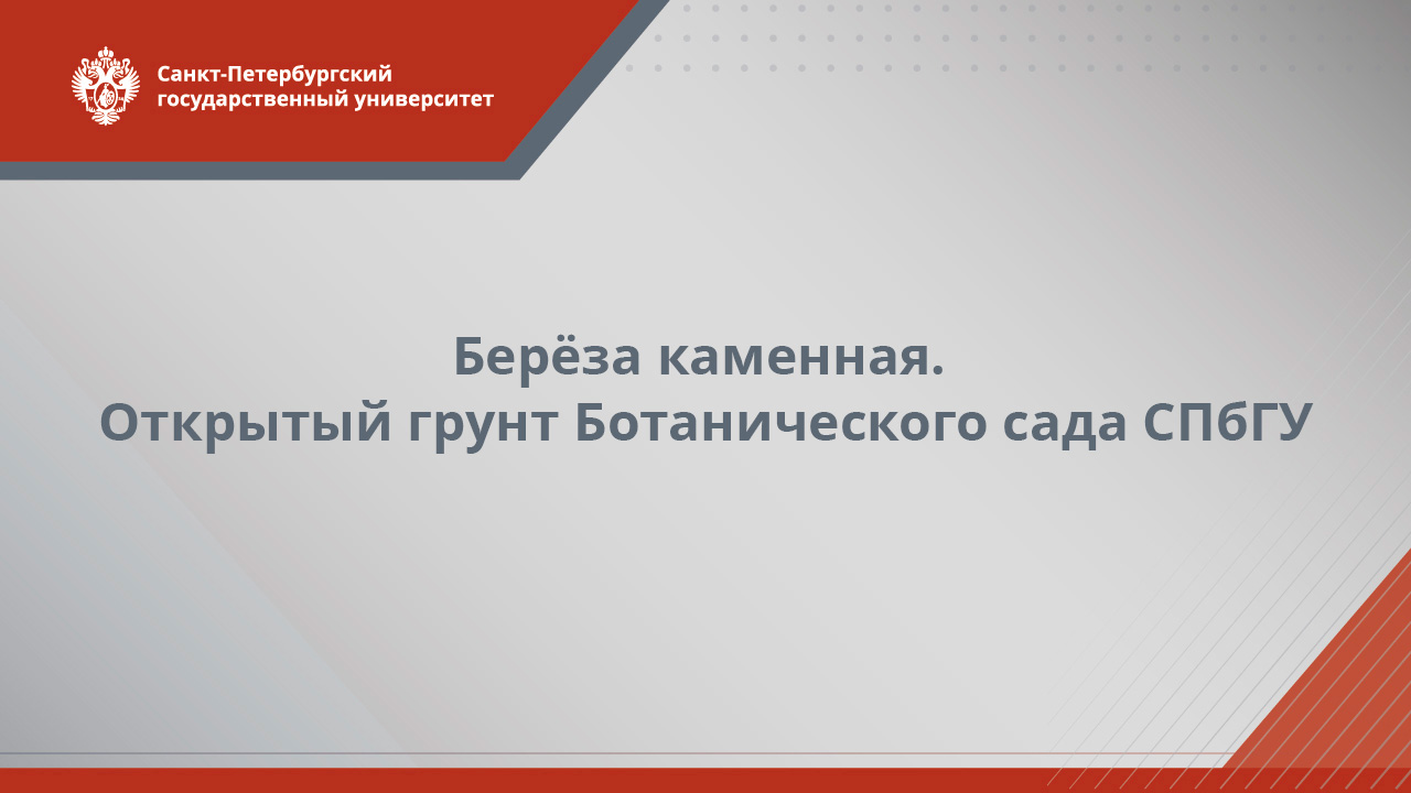 Берёза каменная  открытый грунт Ботанического сада СПбГУ