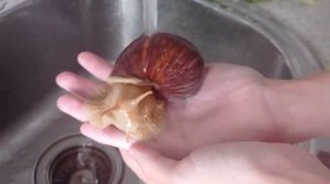 Наши улитки  Ахатины.
