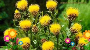 Василек крупноголовый. Краткий обзор, описание характеристик centaurea macrocephala