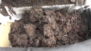 Обзор товара. Черви "Старатель". (1500-2500 шт.)