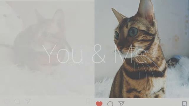 Бенгальская кошка Элли смотреть онлайн