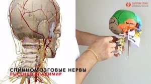 Скелет шеи. Позвонки шейного отдела позвоночника 3D визуализация