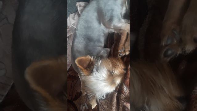 Дневной сон Барни. Проблемы не отпускают... смотреть онлайн