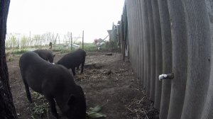 Учим поросят пить из ниппельной поилки.