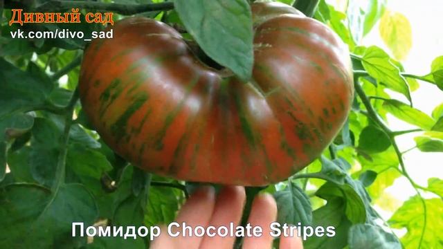 Помидор Chocolate Stripes (Шоколадные полоски)