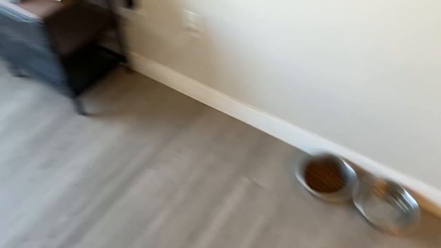 MY LABRADOR'S MORNING ROUTINE!! смотреть онлайн