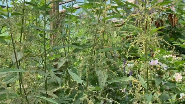 Ежевика в теплице. Три месяца без ухода. 29.06.22 смотреть онлайн