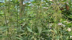 Ежевика в теплице. Три месяца без ухода. 29.06.22