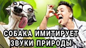 Прикольное видео про собак! Смешные животные! Приколы про животных!