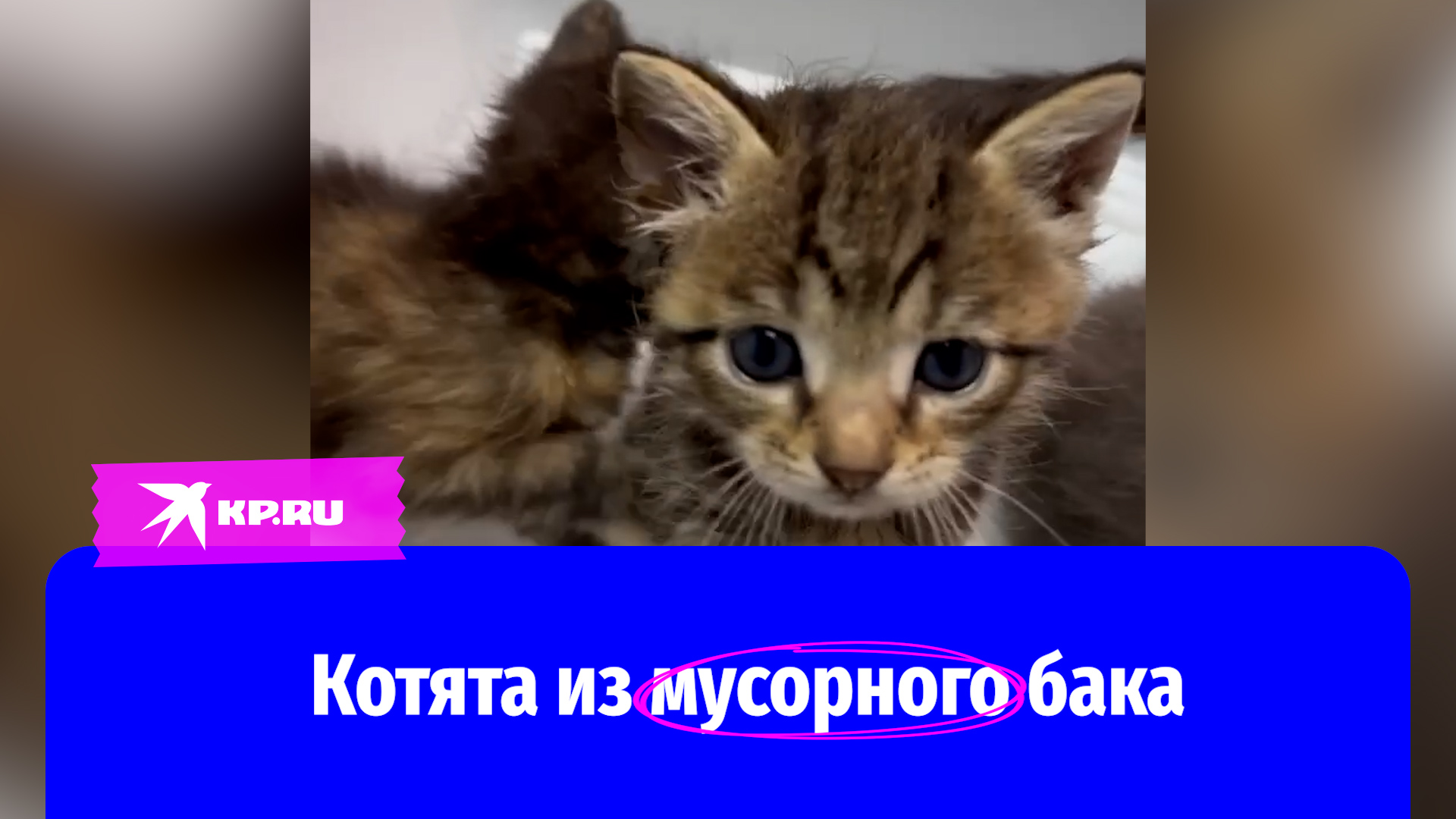 Сотрудники мусоросортировочного комплекса нашли в баке четырёх котят