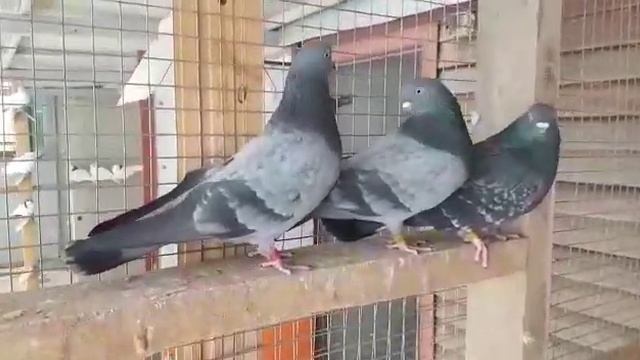 Свердловские  высоколетные голуби.