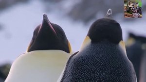 Пингвины 2022 Как общаются пингвины....Удивительные морские птицы2022