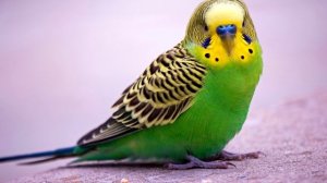 Волнистый попугайчик - интересные факты (фото, видео, звуки)