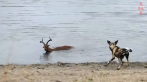 Хищники в деле, Лев Перехитрил Бородавочника! Самые эпичные битвы диких животных за "5 минут"