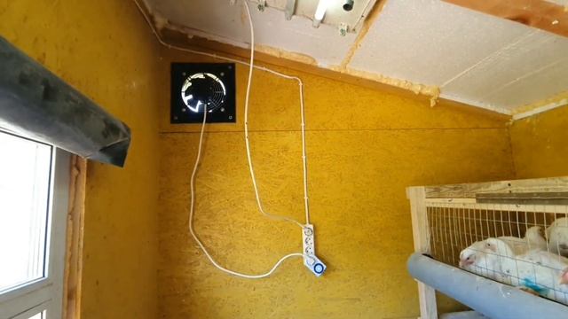 Утро 39-е. Выращивание бройлеров росс 308. Что делать, цыпленок бройлера, петушок упал на лапы???