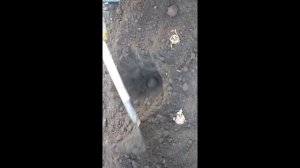 Посадка свеклы и моркови на семена