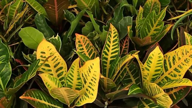 Codiaeum variegatum mix смотреть онлайн