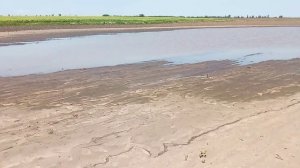 Поздний посев подсолнечника кондитерского