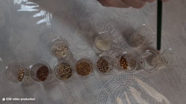 ВСЁ, ЧТО ВЫ ХОТЕЛИ ЗНАТЬ ПРО ГРЕЧКУ! смотреть онлайн