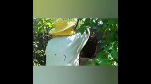 Поймали очередной РОЙ около пасеки. #8 #shorts