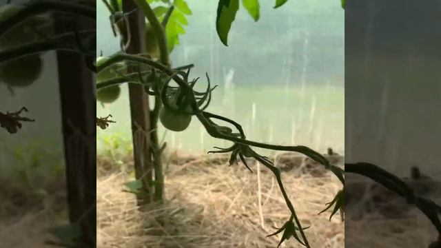 Стрижка томатов в теплице смотреть онлайн