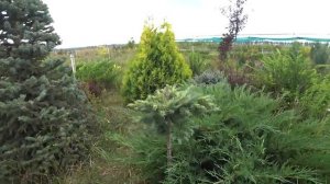 САМАЯ МАЛЕНЬКАЯ ЛИСТВЕННИЦА!!! - Блю Дварф на штамбе